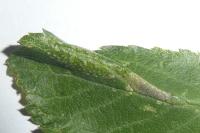 Phyllonorycter spinicolella