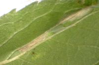 Phyllonorycter spinicolella