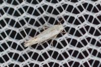 Elachista biatomella