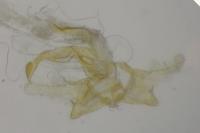 Coleophora salicorniae