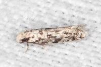 Nemapogon agenjoi