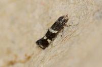 Elachista consortella