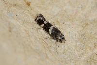 Elachista consortella