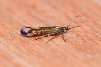Coleophora alcyonipennella