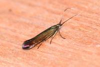 Coleophora alcyonipennella