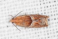 Ancylis obtusana