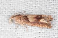 Eucosma conterminana