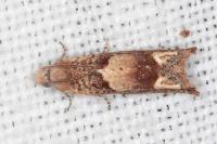 Eucosma conterminana