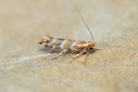 Cameraria ohridella