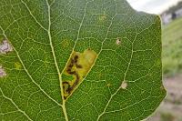 Stigmella trimaculella