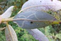 Phyllocnistis valentinensis