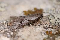 Exapate duratella