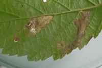 Coptotriche marginea