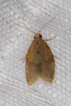 Clepsis consimilana