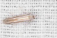 Coleophora cyrniella