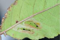Phyllonorycter