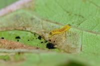 Phyllonorycter