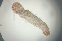 Coleophora
