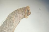 Coleophora