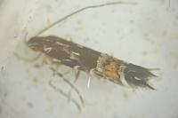 Cosmopterix pulchrimella