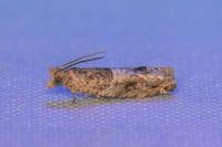 Crocidosema plebejana