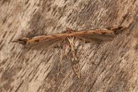 Amblyptilia acanthadactyla