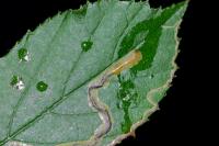 Stigmella aurella