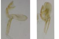 Monopis weaverella