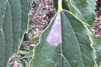 Phyllonorycter millierella