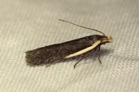 Nothris lemniscellus