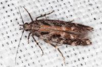 Aristotelia ericinella