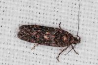 Teleiopsis diffinis