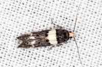 Recurvaria leucatella