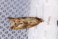 Endothenia quadrimaculana