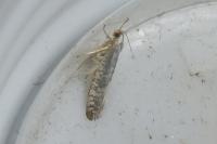 Argyresthia retinella