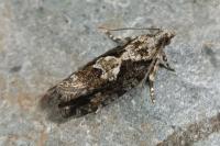 Zeiraphera isertana