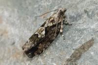 Zeiraphera isertana