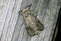 Cossus cossus