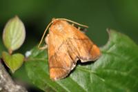Apoda limacodes