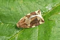 Archips xylosteana