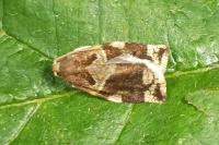 Archips xylosteana