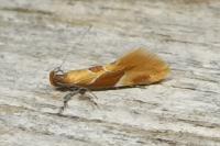 Epicallima formosella