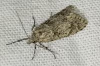Diurnea fagella