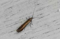 Coleophora