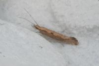 Plutella xylostella