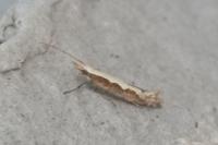 Plutella xylostella