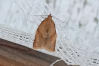 Clepsis consimilana