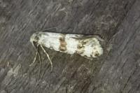 Scythropia crataegella
