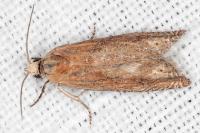 Eucosma gr. cana