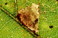 Ectoedemia subbimaculella